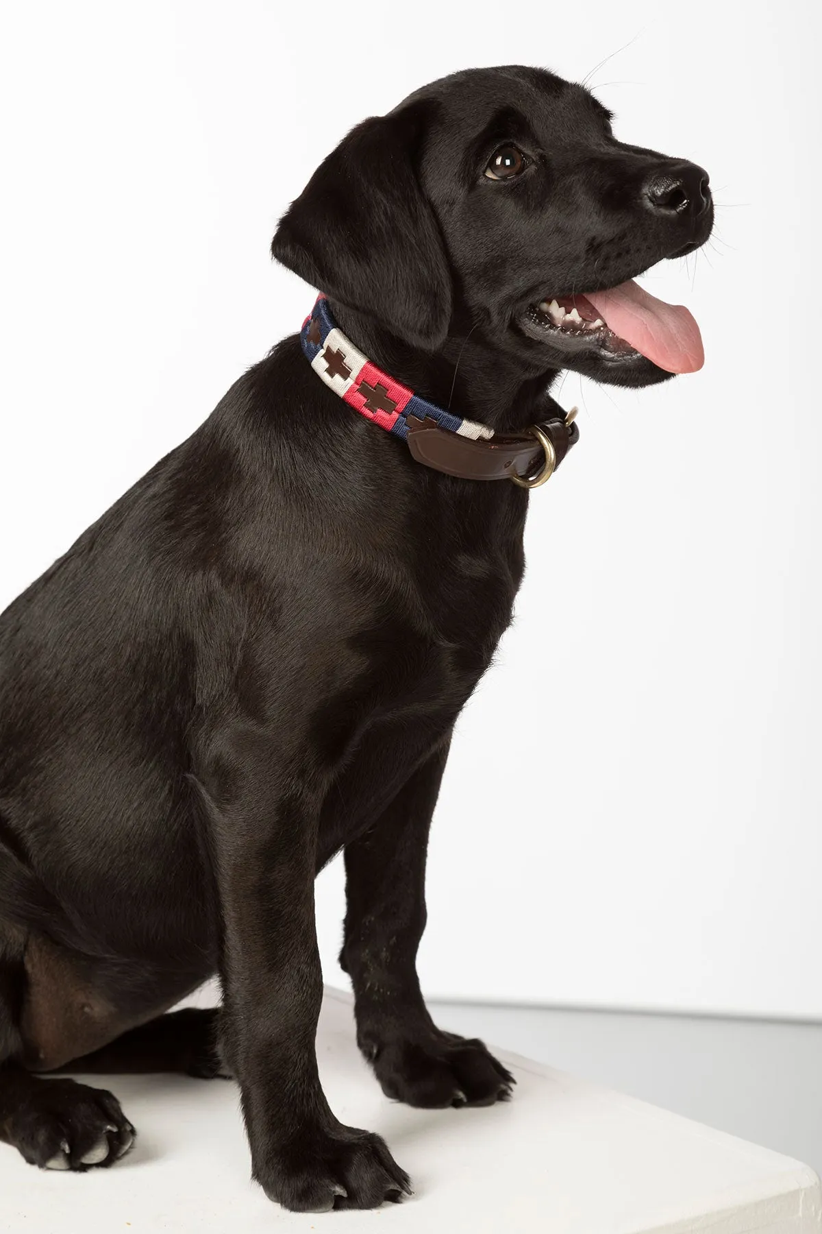 Polo Belt Dog Collar
