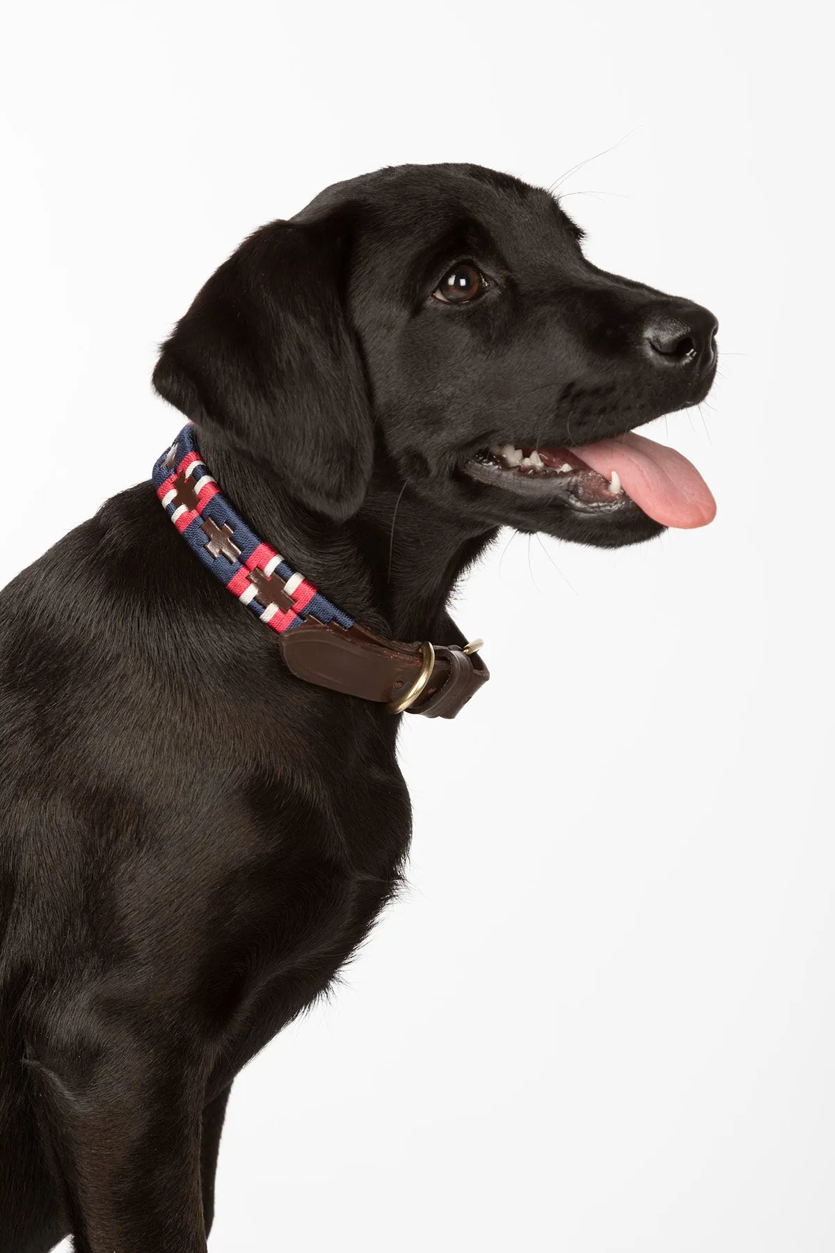 Polo Belt Dog Collar