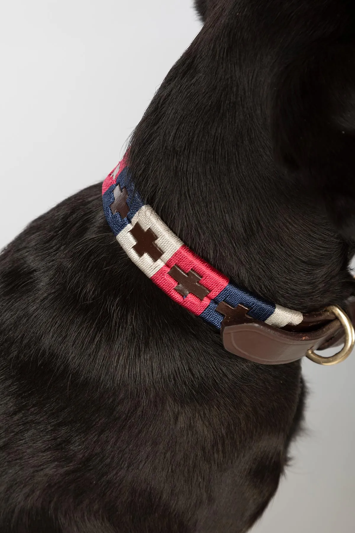 Polo Belt Dog Collar