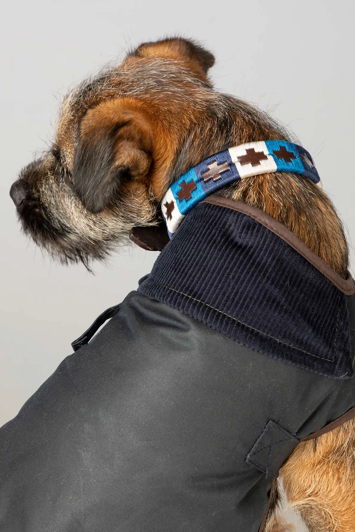 Polo Belt Dog Collar