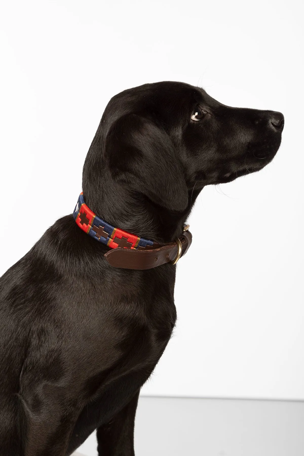 Polo Belt Dog Collar