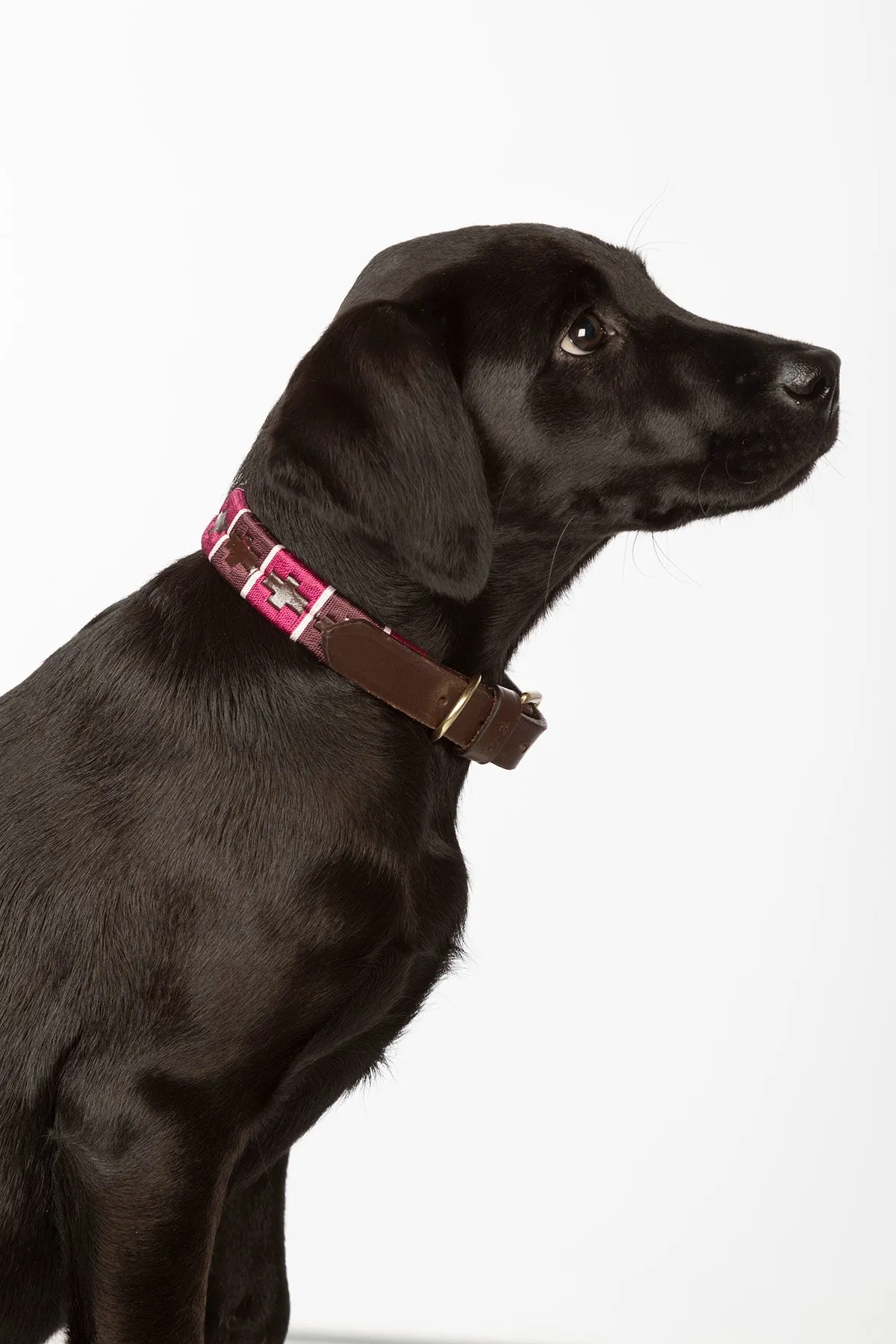 Polo Belt Dog Collar