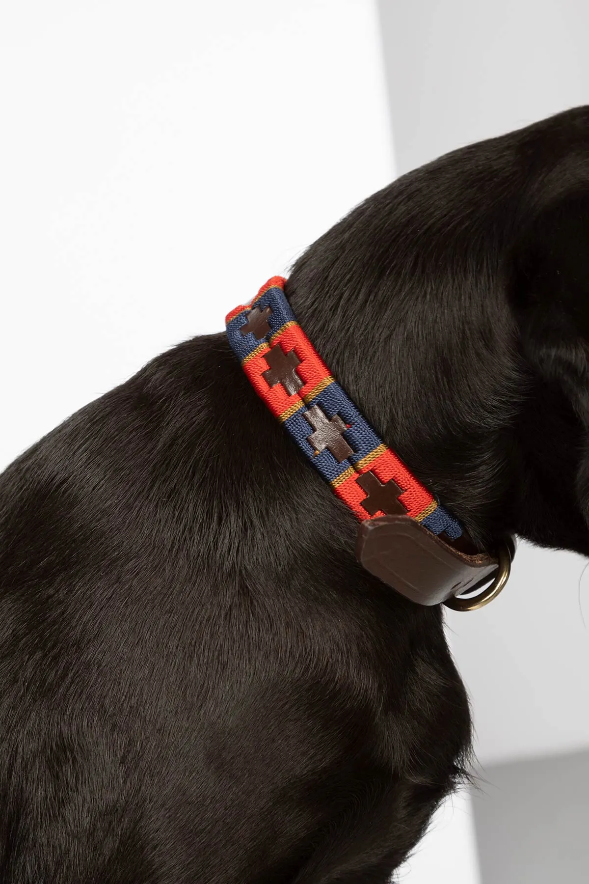 Polo Belt Dog Collar
